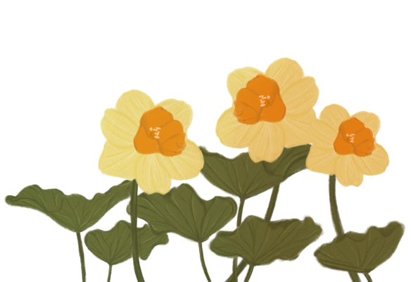 Digital drawing of Daffodils
